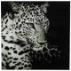 Print Leopard Blk/Wht 80x80cm