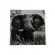 Print Elephant Blk/Wht 80x80cm