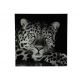 Painting Leopard Black White 0
