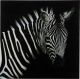 Painting Zebra Black White 0.4